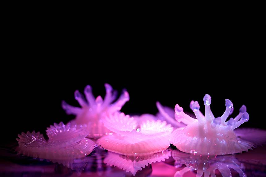 4D Plants Create Immersive Aquatic Experience 3D Printing