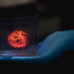 Stanford Researchers Develop New Method for 3D Printing Complex Vascular Networks