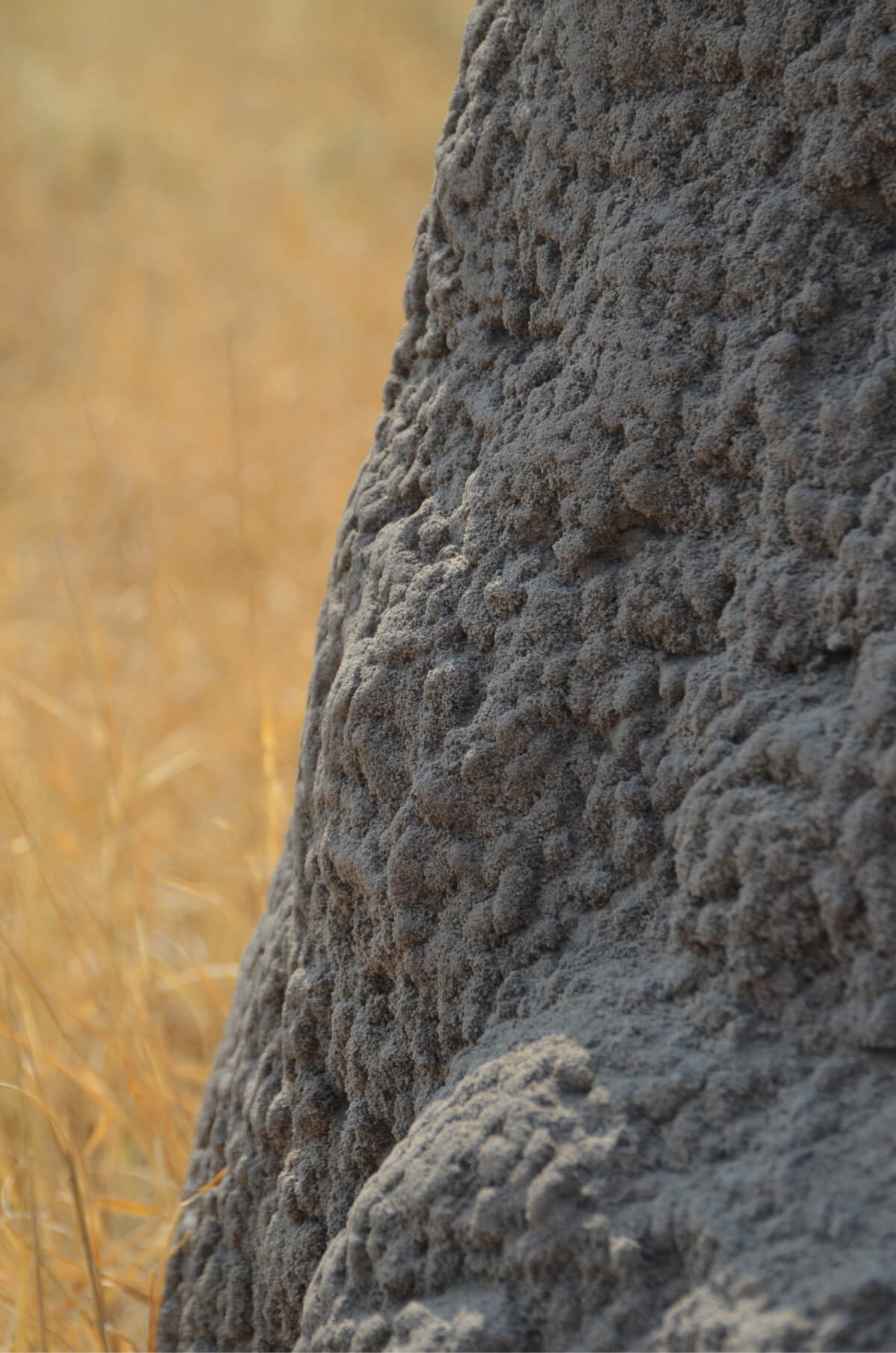 Termite Mounds Can Inspire 3D Printed Construction