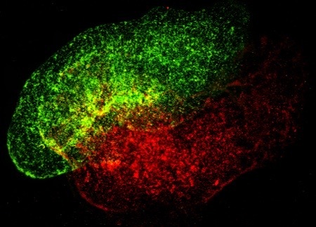 Human Immune cells in a synthetic lymph node produced by Prellis Biologics