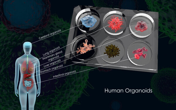 Using AI and AM for Organoid Production