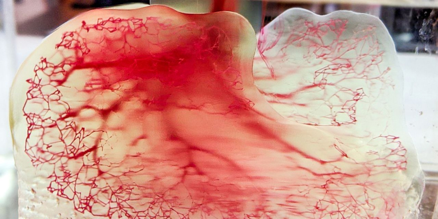 Human vasculature model 