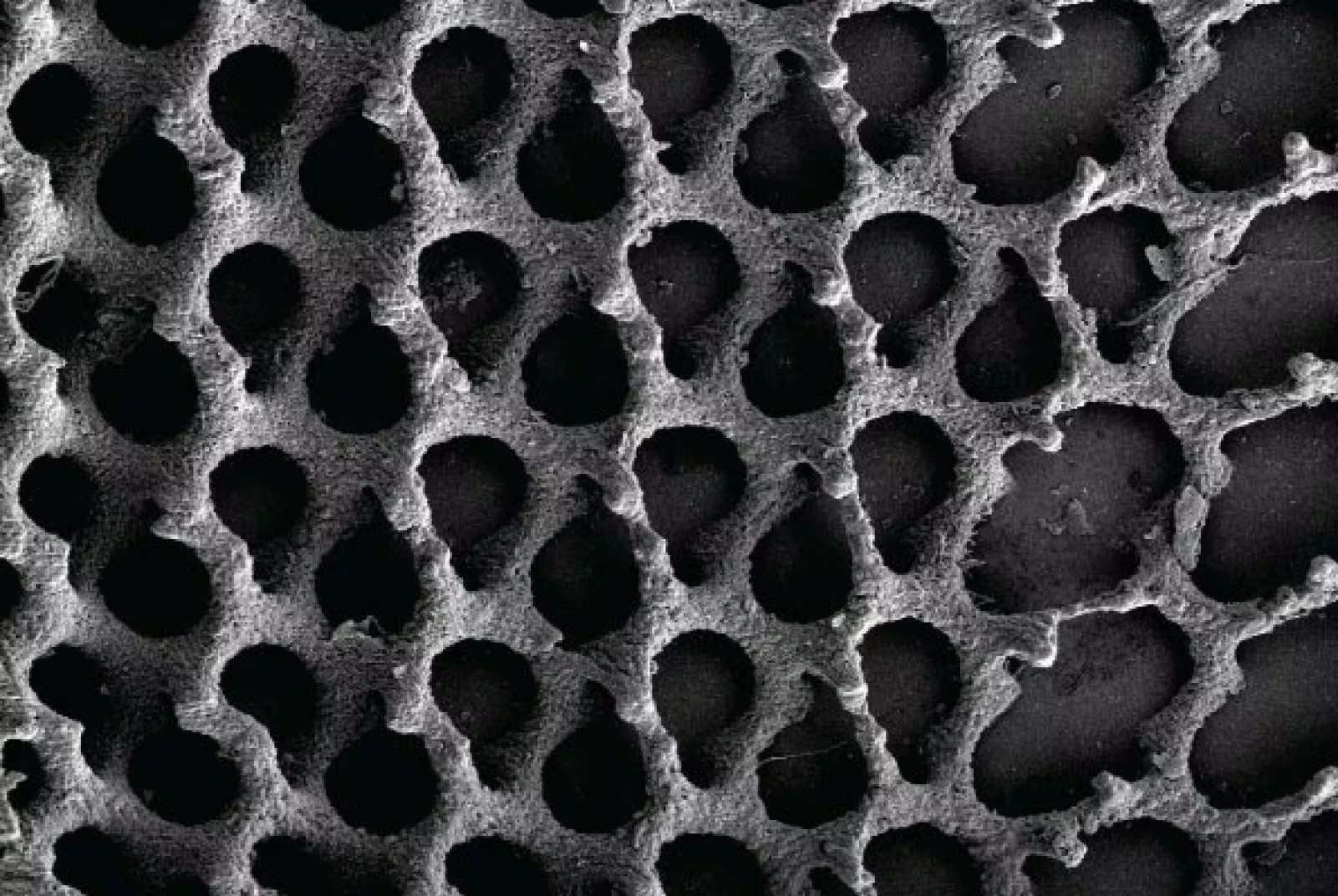 Scientists Successfully 3D Print Bones at Nano Level