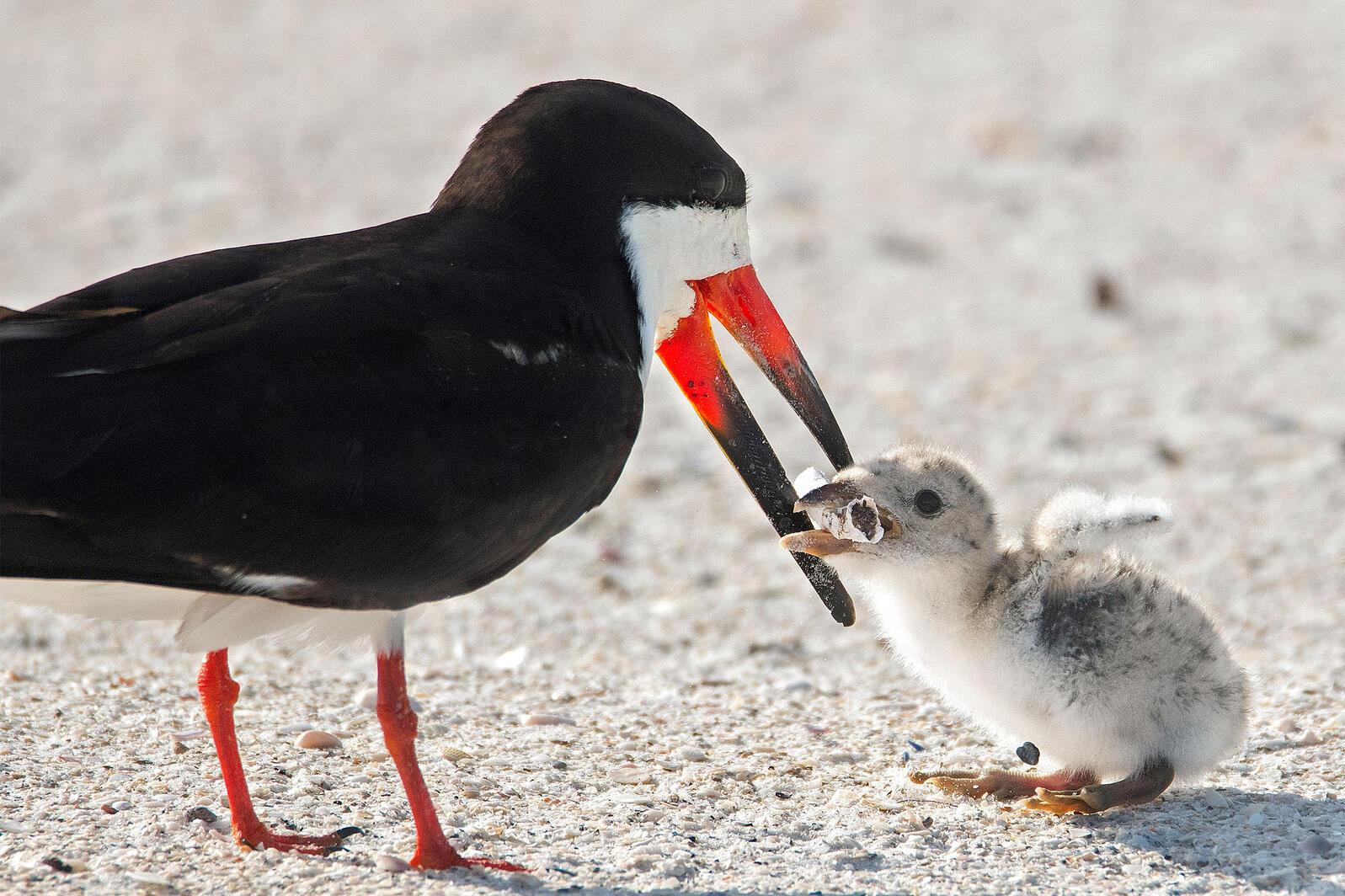  cigarette butts harm nature