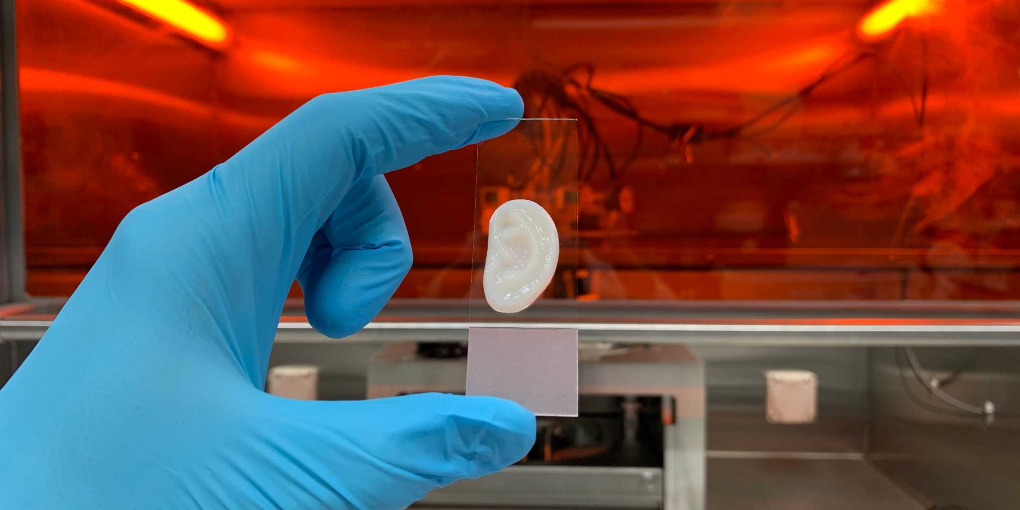 Researchers Develop 3D Printed Lab-Grown Ear Cartilage