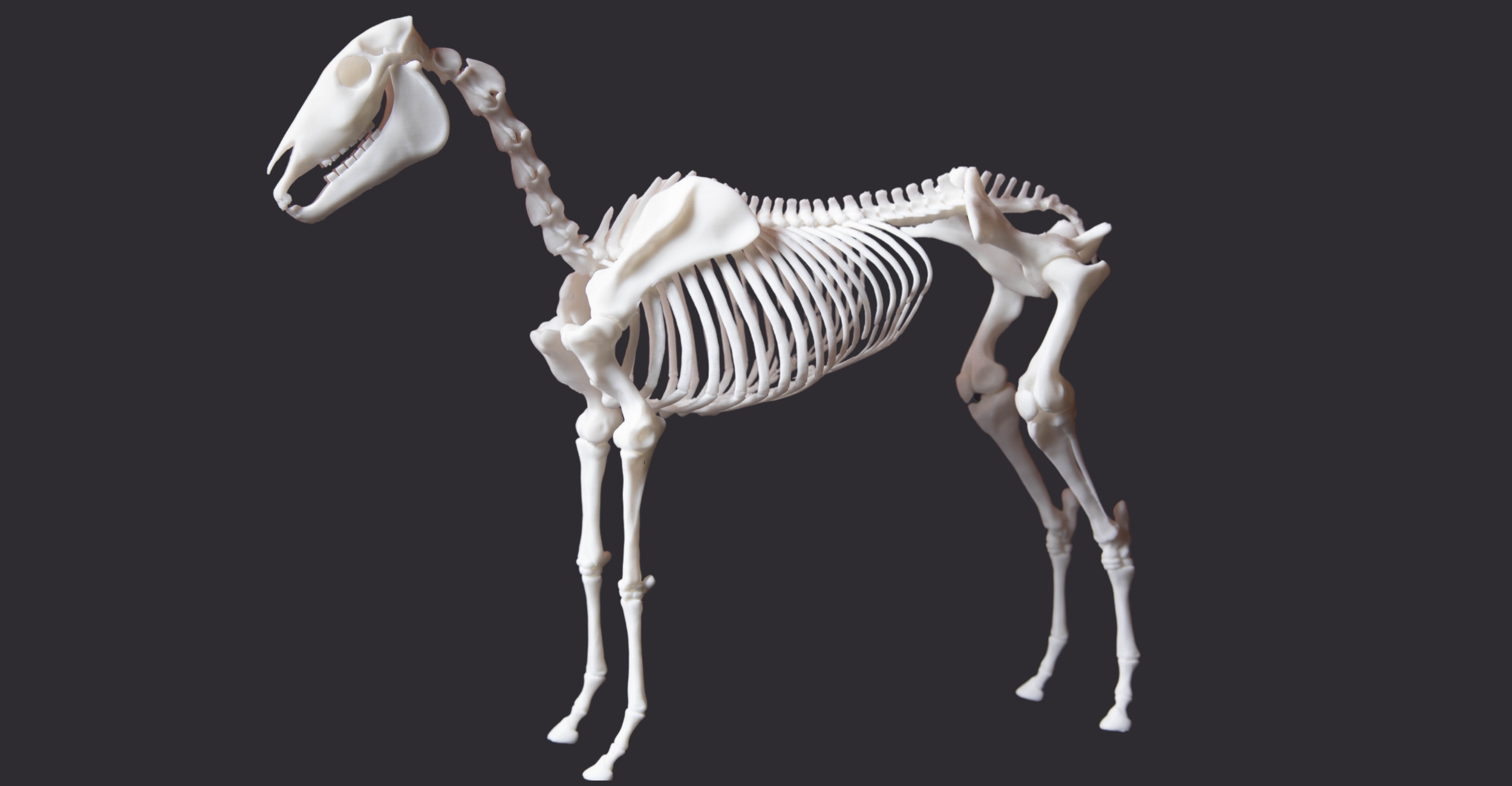 3D Printed Horse Skeleton Enhances Veterinary Education
