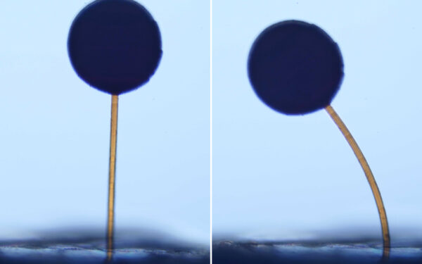 MIT Researchers 3D Print Microscopic Robots That Snap to Attention With a Magnet Swipe