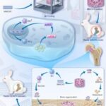 3D-Printed Coral-Inspired Scaffold Reprograms Immune Cells to Heal Bone Disease