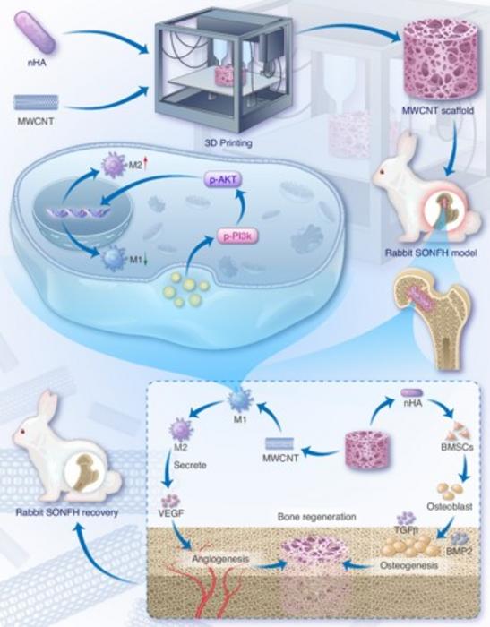 3D-Printed Coral-Inspired Scaffold Reprograms Immune Cells to Heal Bone Disease