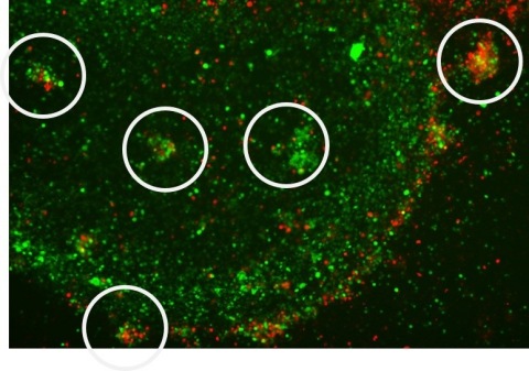 Human Immune cells from different regions of a synthetic lymph node interacting after challenge with a virus-containing vaccine-like cocktail.