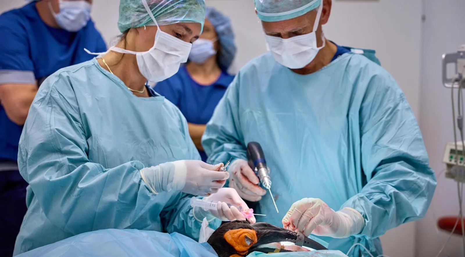 Veterinary surgeons attaching two 3D-printed beak prostheses to a southern ground hornbill