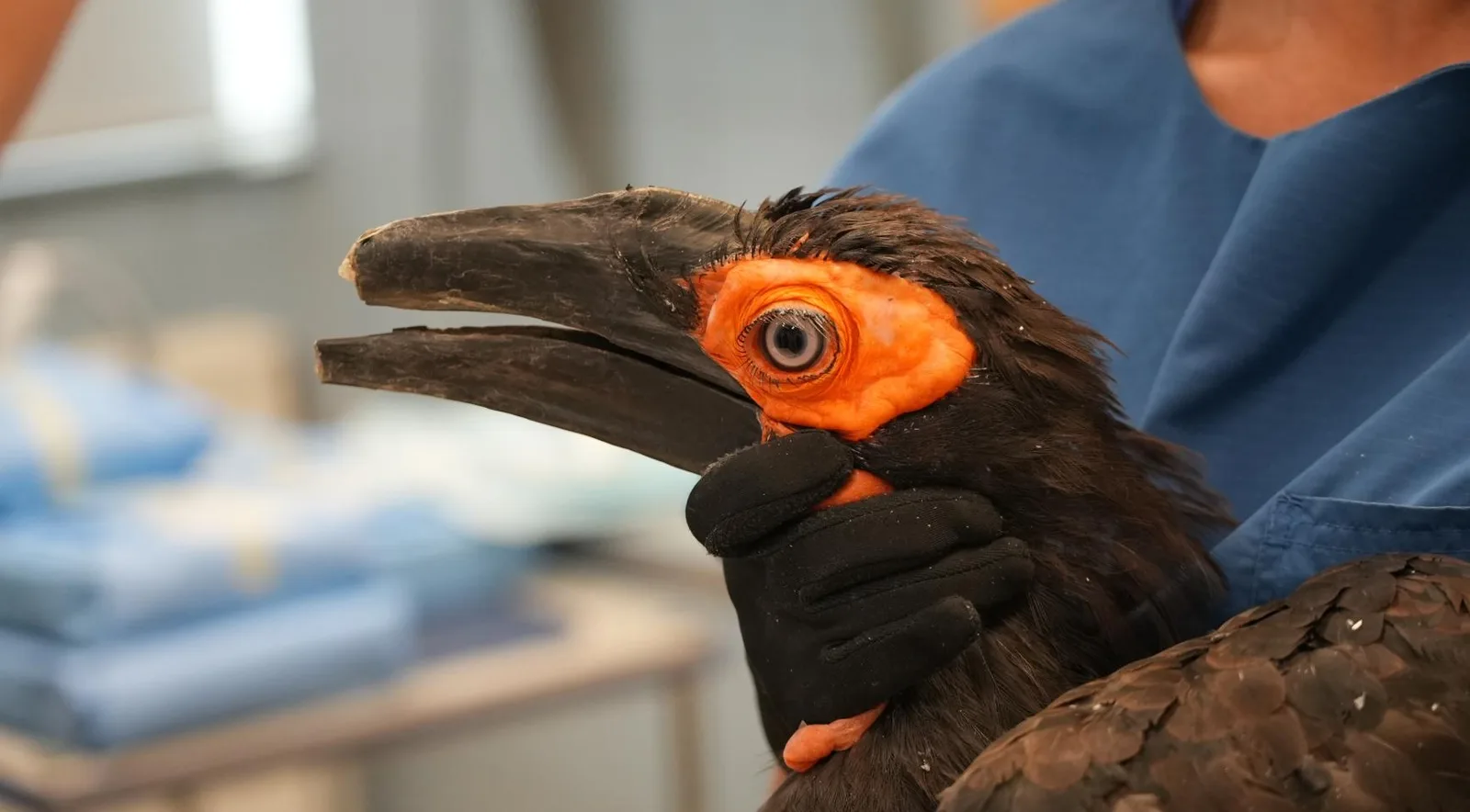 The southern ground hornbill before his prostheses were attached