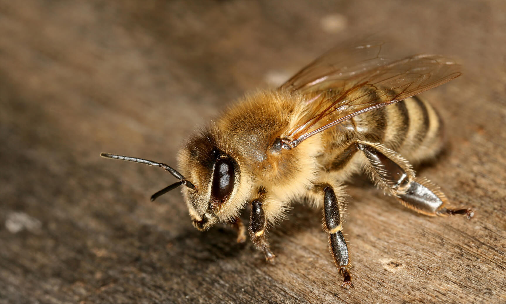 bee