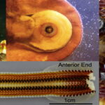 Researchers Study Mollusk Teeth Formation to Advance 3D Printing Materials