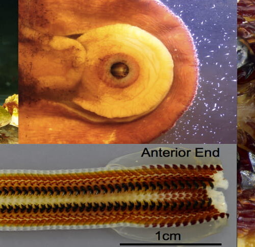 Researchers Study Mollusk Teeth Formation to Advance 3D Printing Materials