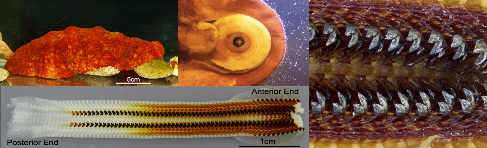 Researchers Study Mollusk Teeth Formation to Advance 3D Printing Materials