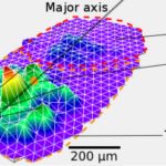 Researchers Print Microphones Inspired by Insect Ears