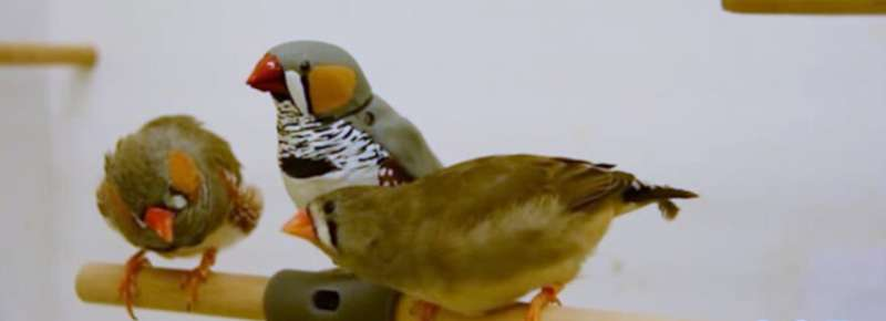 RoboFinch