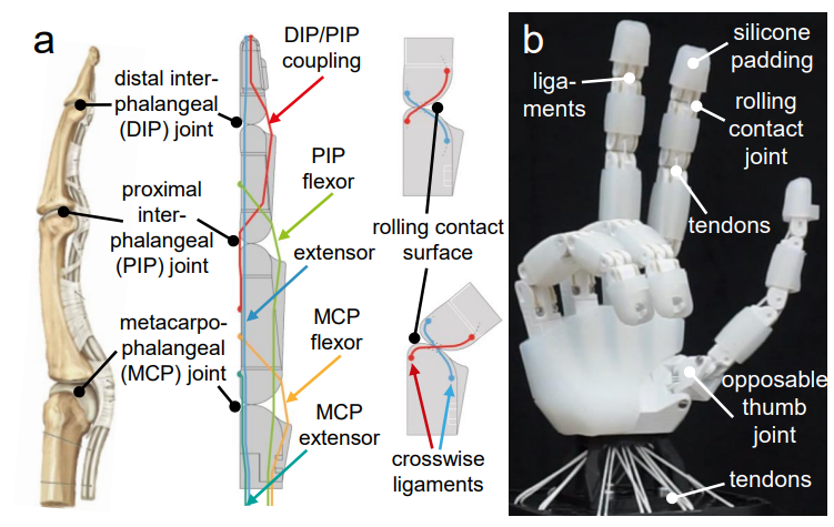 ETH Zurich 3D Prints Tendon-Driven Robotic Hand