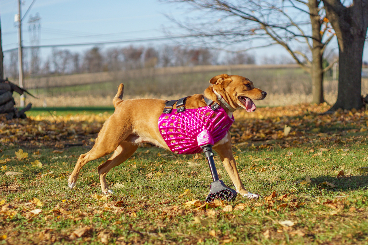 Harnessing iPhone and AM for Printing Pet Prosthetics
