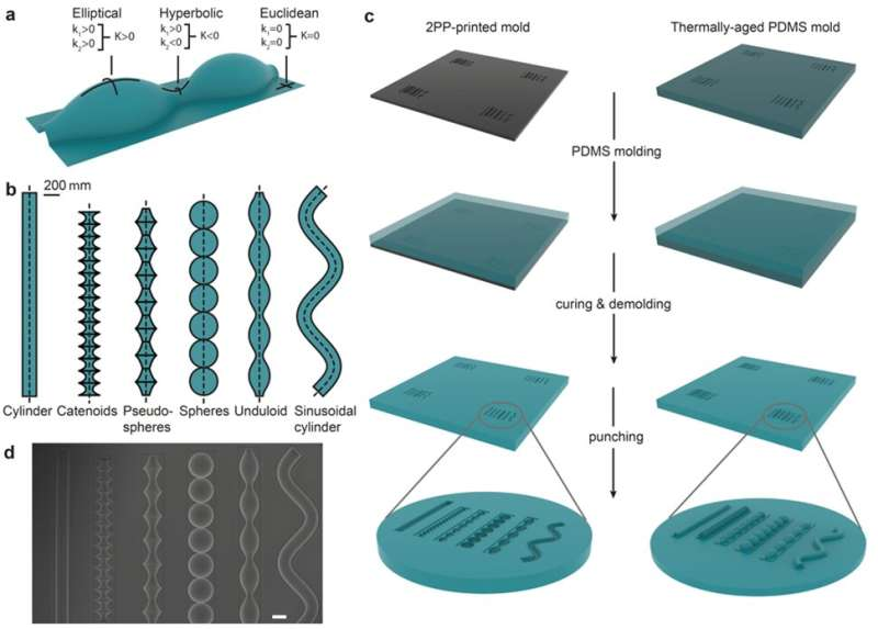  bone cells prefer concave curves