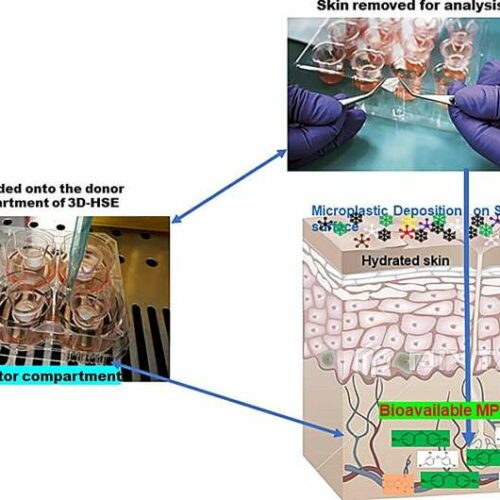 3D Printed Skin Model Reveals Absorption of Toxic Flame Retardants