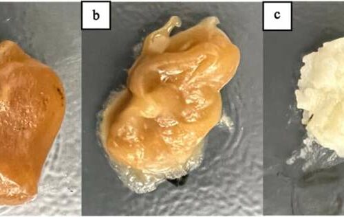 Soy Biodiesel Waste Transformed for Sustainable 3D Printing