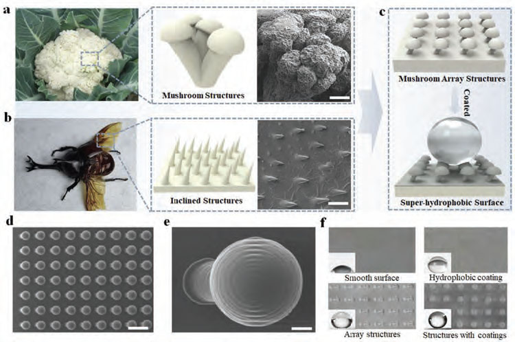 Researchers Print Tiny Mushroom Structures to Repel Water Drops
