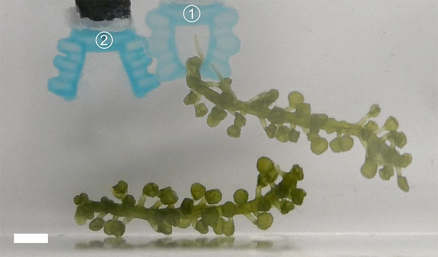 محرک های زیست تخریب پذیر مبتنی بر جلبک دریایی می توانند رباتیک نرم را متحول کنند