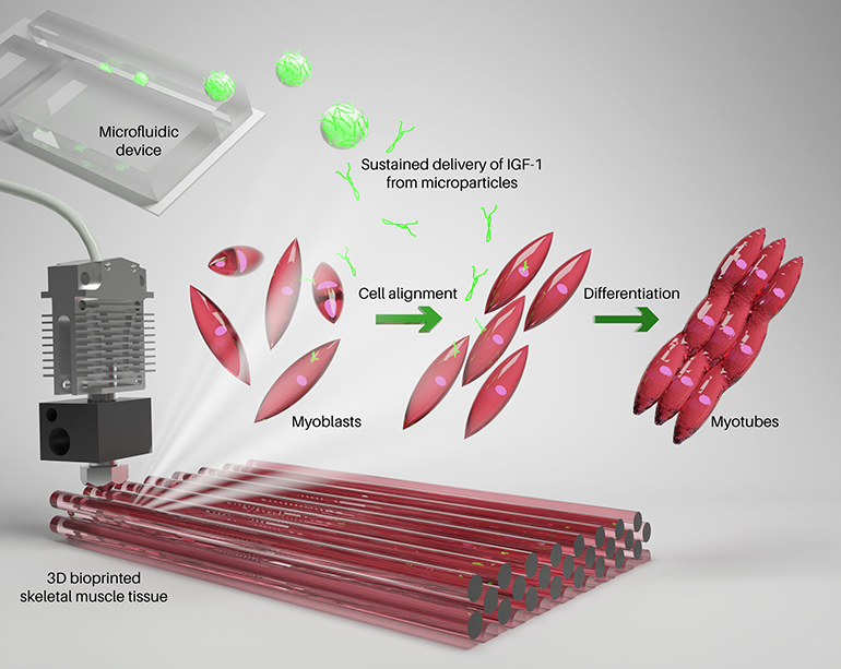 Bioprinted Muscles Can Contract After Just 10 Days of Growth
