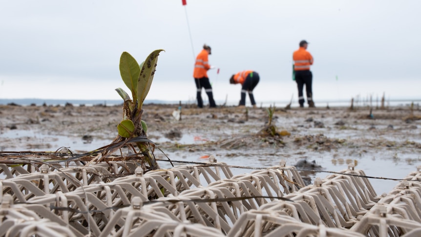 Biodegradable lattices