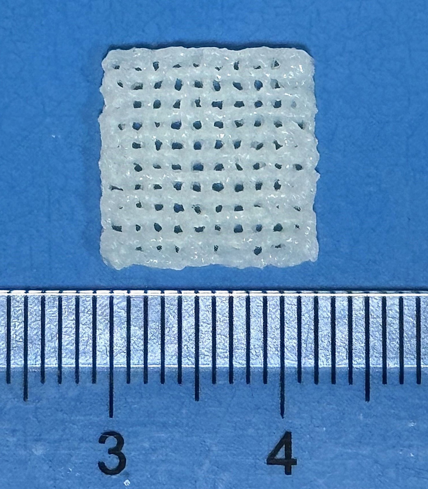 Small white 3D-printed bone scaffold grid on a blue background beside a ruler